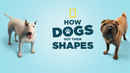 How Dogs Got Their Shapes Poster 5
