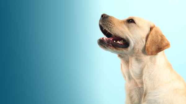 How Dogs Got Their Shapes Poster 1