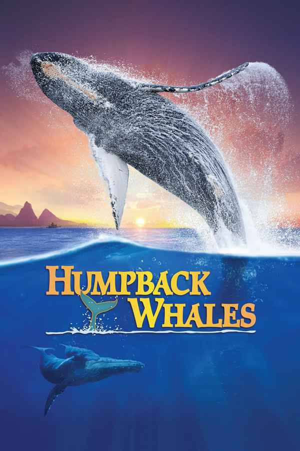 Humpback Whales Poster 1