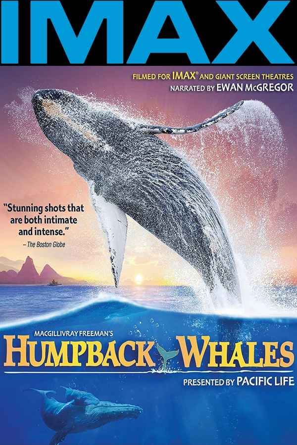 Humpback Whales Poster 7