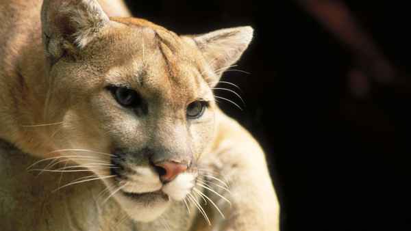 Hunter vs. Hunted Poster 1