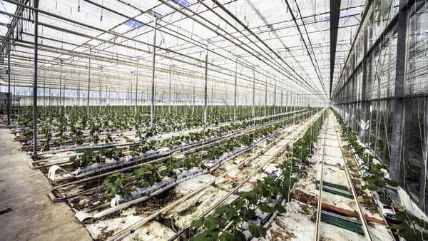 Ice On Fire Poster 6