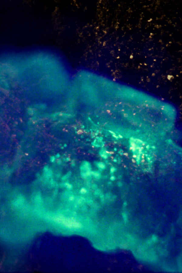 If a Tree Falls in a Forest Poster 2