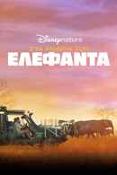 In the Footsteps of Elephant Poster 3