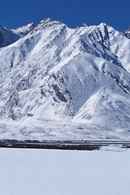 In The Forest One Thing Can Look Like Another Poster 1