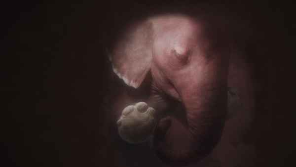In the Womb: Animal Babies Poster 6