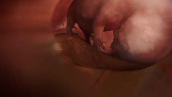 In the Womb: Animal Babies Poster 4