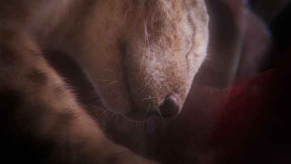 In the Womb: Animal Babies Poster 5