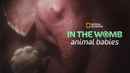 In the Womb: Animal Babies Poster 1