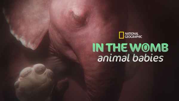 In the Womb: Animal Babies Poster 1