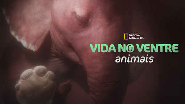 In the Womb: Animal Babies Poster 2