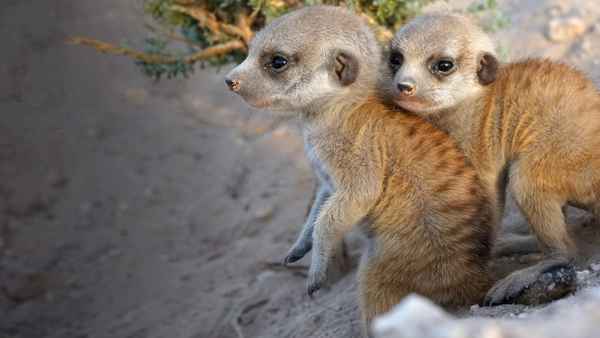 In the Womb: Animal Babies Poster 3