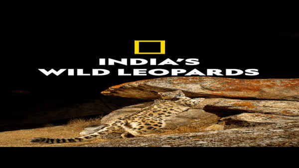 India's Wild Leopards Poster 4