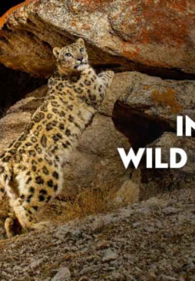 India's Wild Leopards