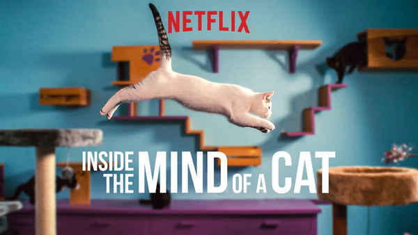 Inside the Mind of a Cat Poster 4