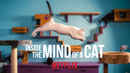 Inside the Mind of a Cat Poster 5