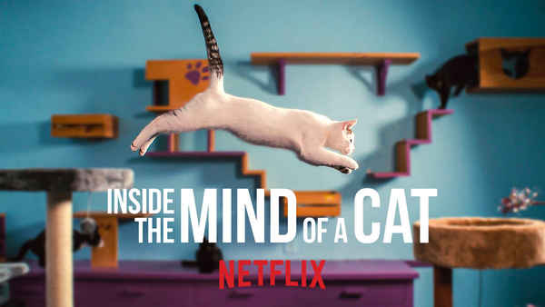 Inside the Mind of a Cat Poster 5