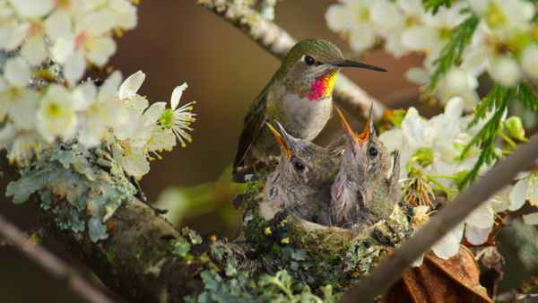 Island of the Sea Wolves Poster 3