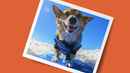 It's a Dog's Life with Bill Farmer Poster 1
