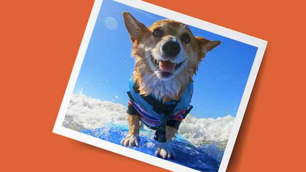 It's a Dog's Life with Bill Farmer Poster 1