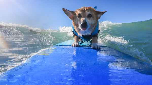 It's a Dog's Life with Bill Farmer Poster 6