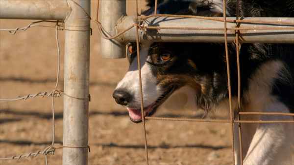 It's a Dog's Life with Bill Farmer Poster 5