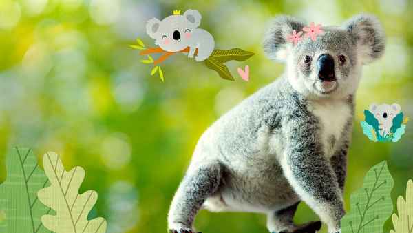 Izzy's Koala World Poster 4
