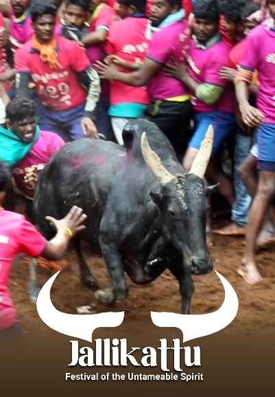 Jallikattu - Festival of the Untameable Spirit