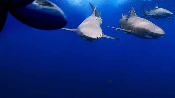 Jaws vs. Boats Poster 3