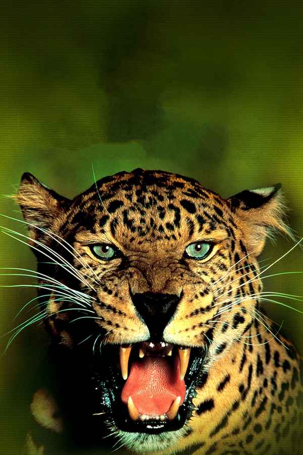 Jungle Cat Poster 5