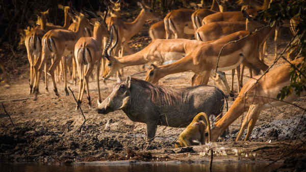 Kanga Pan: An African Horror Story Poster 1