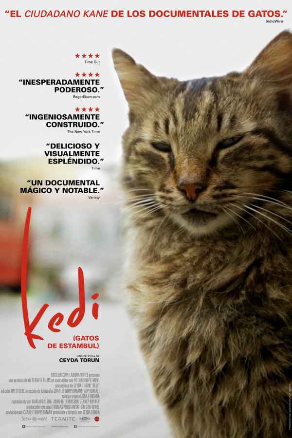 Kedi Poster 4