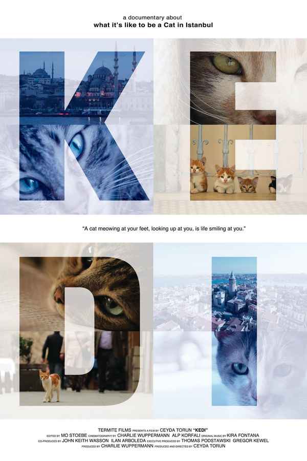 Kedi Poster 7