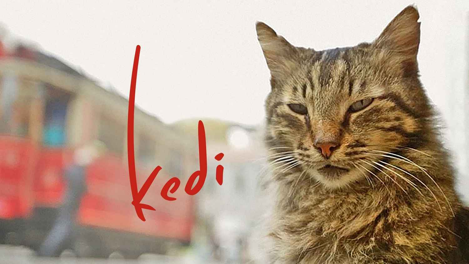 Kedi