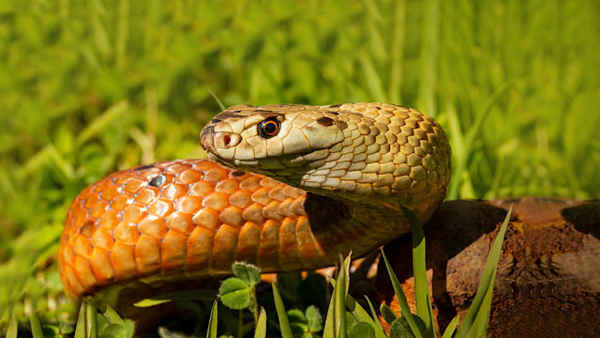 Killer Snakes Poster 4