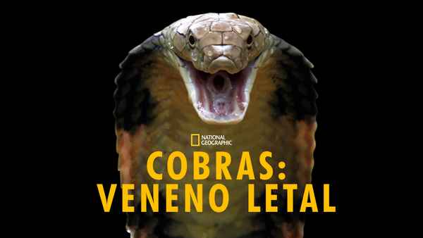 Killer Snakes Poster 1