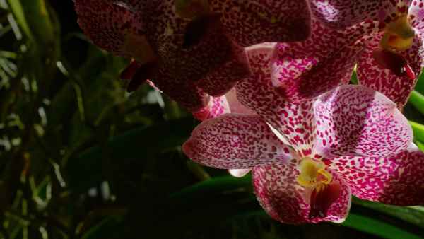 Kingdom of Plants Poster 1