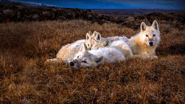 Kingdom Of The White Wolf Poster 2