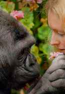 Koko - The Gorilla Who Talks to People Poster 6