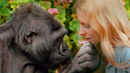 Koko - The Gorilla Who Talks to People Poster 1