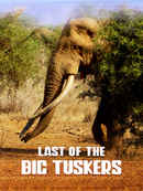 Last of the Big Tuskers Poster 2