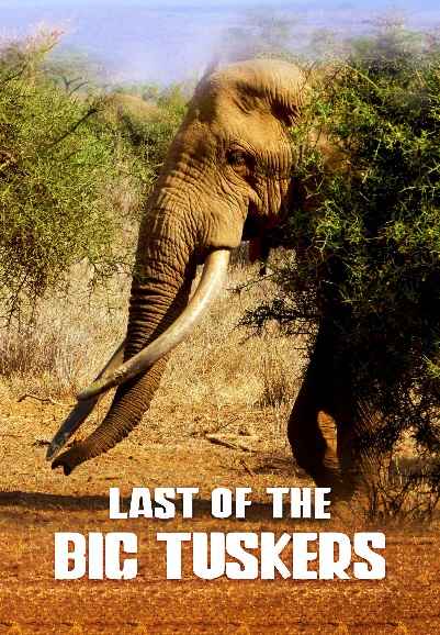 Last of the Big Tuskers