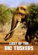 Last of the Big Tuskers Poster 4