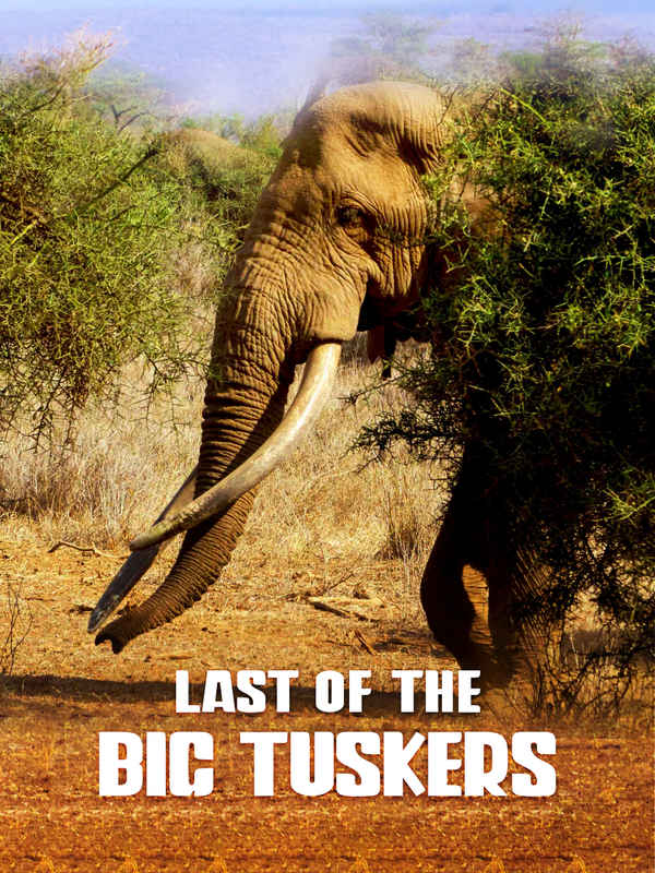 Last of the Big Tuskers Poster 1