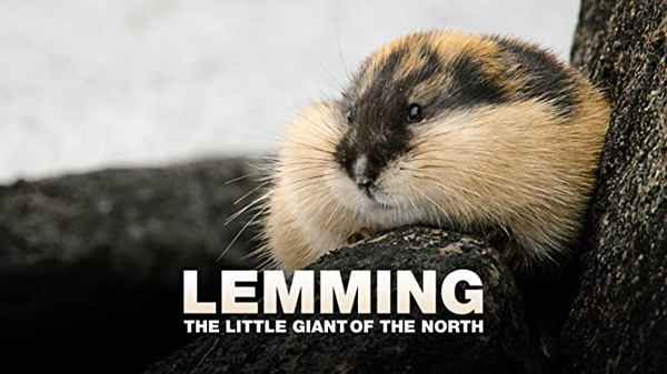 Lemming - The Little Giant of the North Poster 2