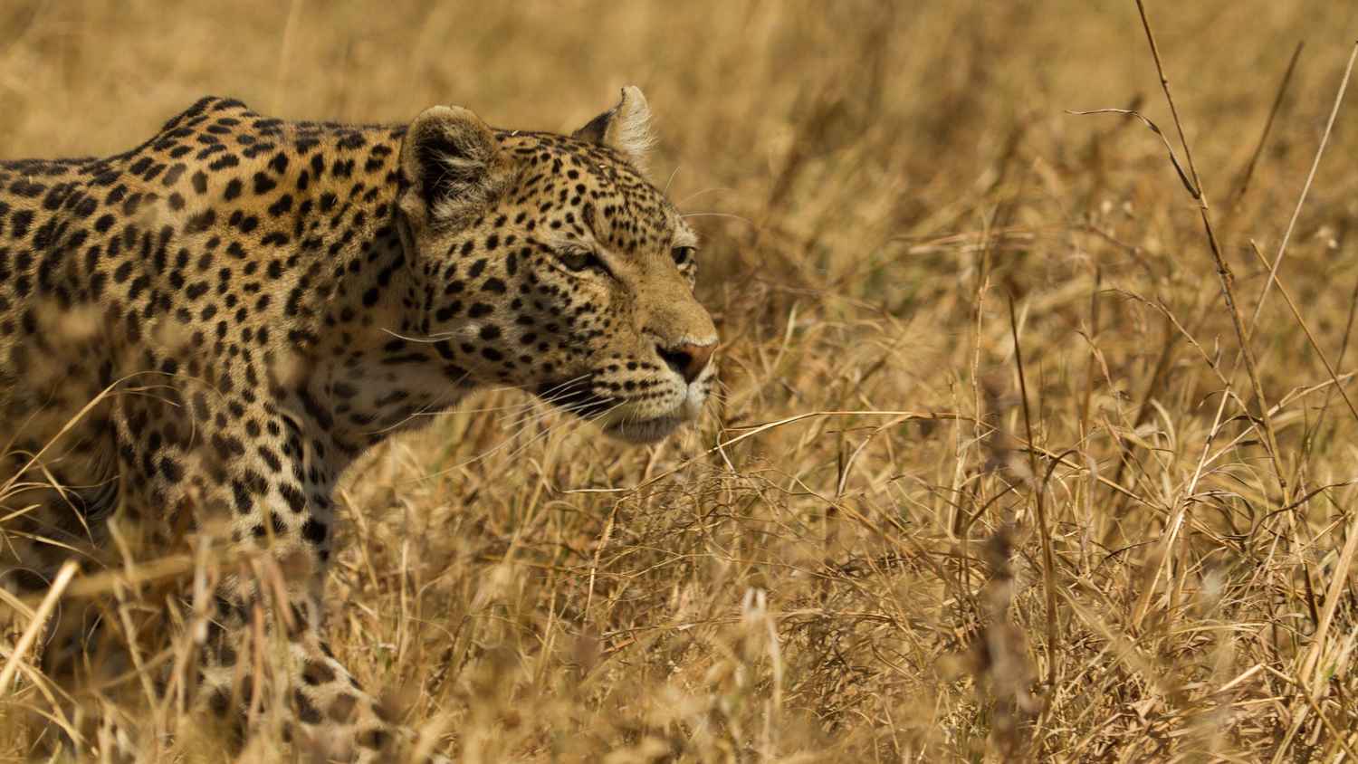 Leopard and Hyena: Strange Alliance