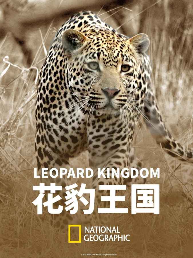 Leopard Kingdom