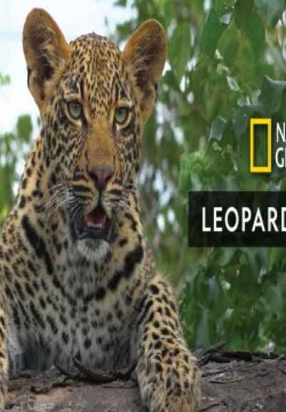 Leopard Kingdom
