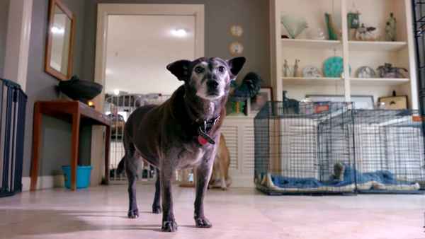 Life in the Doghouse Poster 2