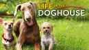 Life in the Doghouse Poster 5